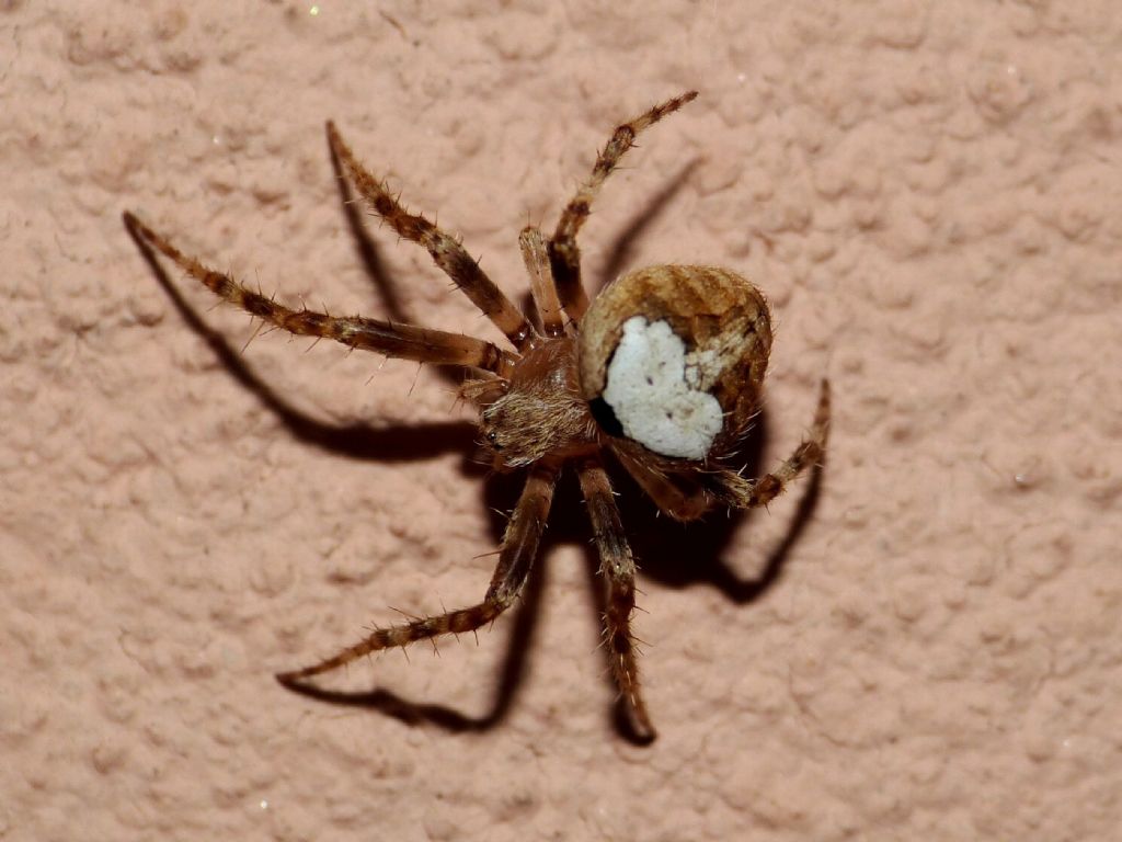 Araneidae sp.